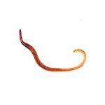 *ONLINE & INSTORE* Small Worms (Dendrobaena) Prepack 35