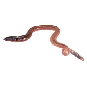 *ONLINE ONLY* Giant Lob Worms (Lumbricus) Prepack 10