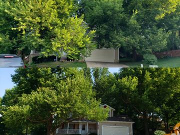 Tree Trimming & Pruning On a residential home in Kansas City, Missouri 