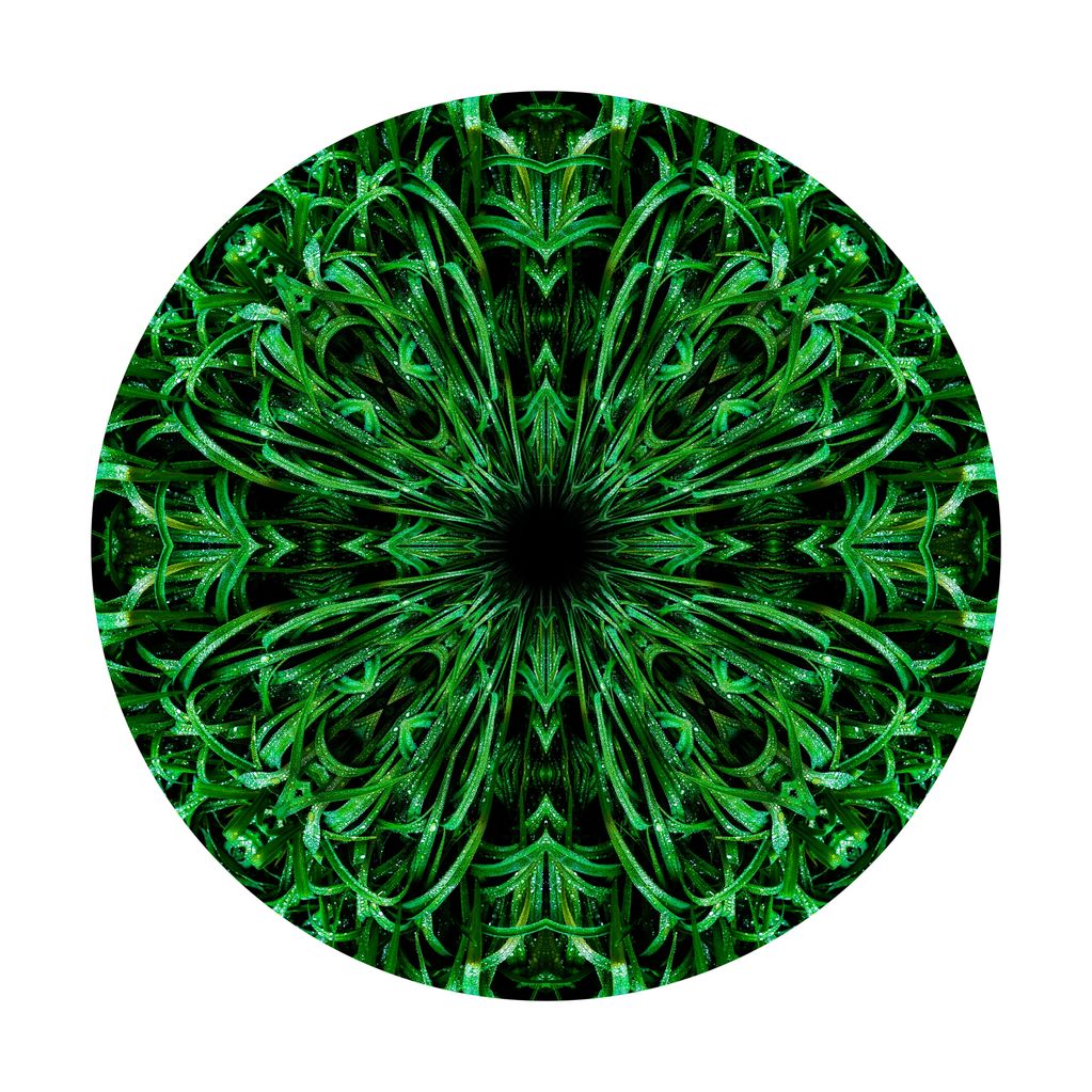 Beads of rain cling to green blades of grass, after a spring shower. Verdant growth nature's mandala