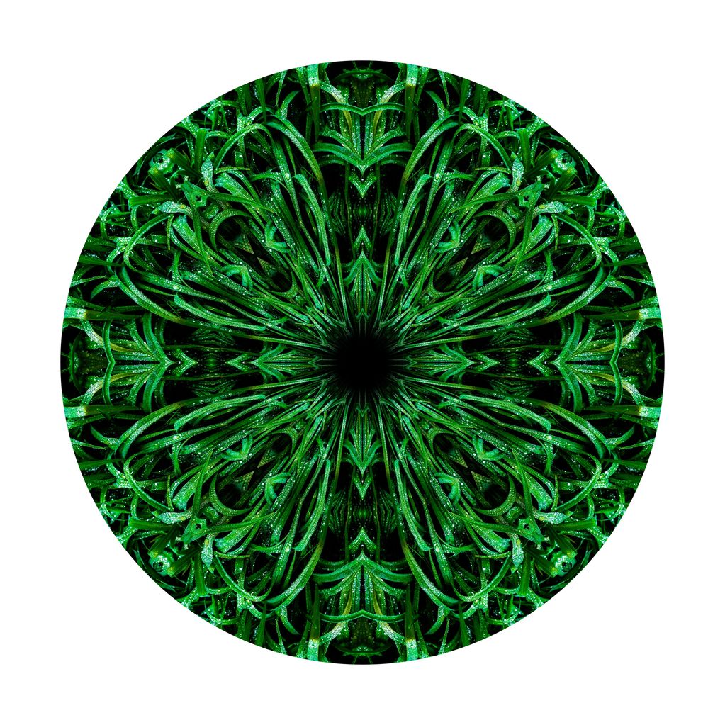 Beads of rain cling to green blades of grass, after a spring shower. Verdant growth nature's mandala