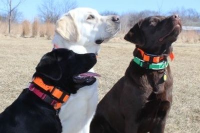 Dog for adoption - Aristella BR 13140-T. LOCAL Adoption Event in Bellevue  03/22 & 03/23, a Labrador Retriever in Burlington, WA