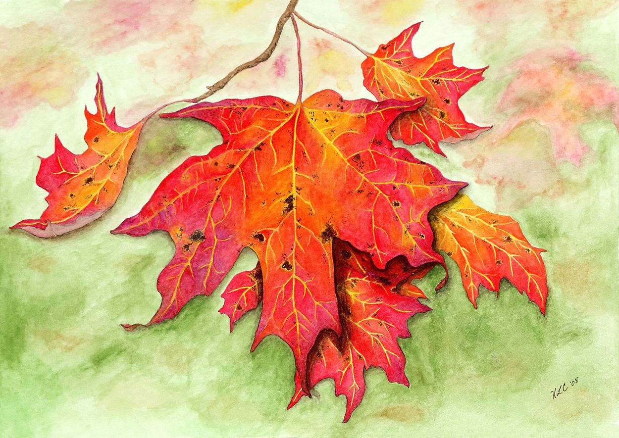 Maple leaf, watercolor painting, fall