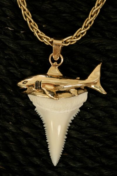 Great White Shark Tooth with Straight Shark - Large