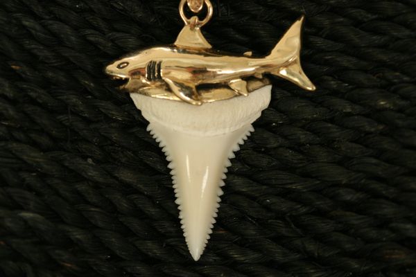 Great White Shark Tooth with Straight Shark - Small