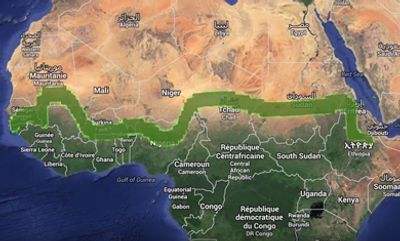 A living barrier of trees along the southern border of the Sahara’s Sahel desert.