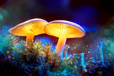 Activists hope to make Denver the first U.S. city to decriminalize psychedelic mushrooms