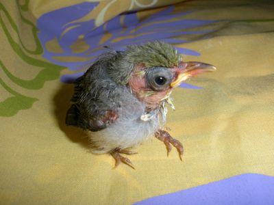 Baby Birds on the Mend