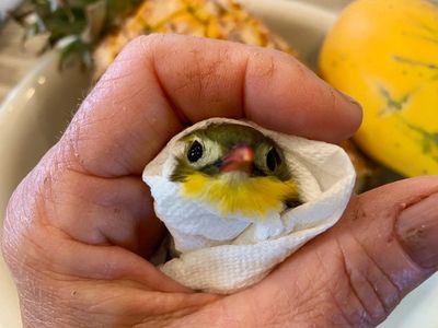 What you need to know to keep baby birds safe