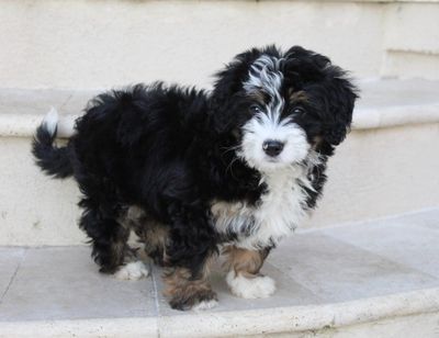 Toy Poodle Dog Breed Information - Vetstreet