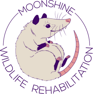 MoonShine Wildlife Rehabilitation
