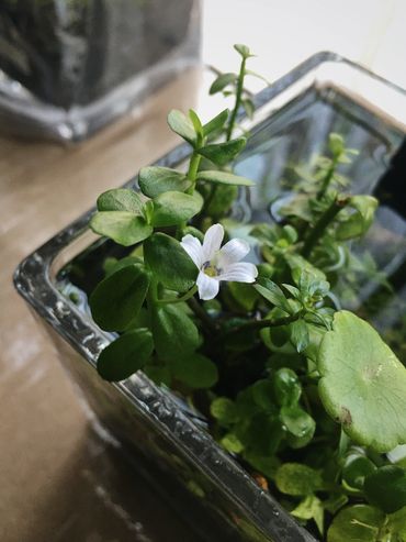 Bacopa monnieri or waterhyssop flowers in a tiny water garden on a wooden table