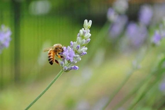 Lavender Flower CBD Honey Straws (10ct.) - Honeybee Hemp Farms