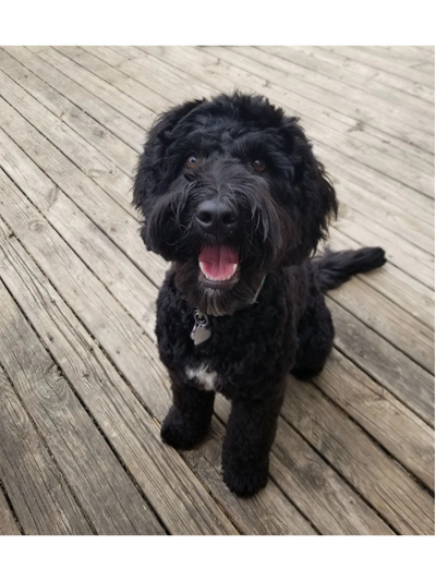 Mischa, our sweet mama