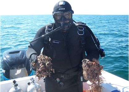 Live rock scuba diver. Dan Sanchez owner of Gulf Live Rock. Diver collected live rock for sale.