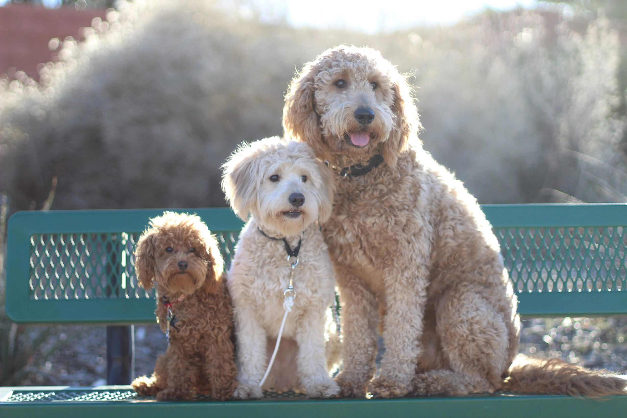 Mini Goldendoodle Puppies 