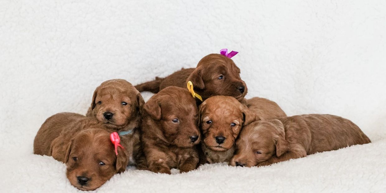 F1b Micro-Mini / Petite Goldendoodle Puppies