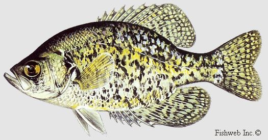 Crappie: 4 live fishA donation Intended for the cause; ''Fish Lives Mater'' and shipping subject to the fish police which may take a while. Read ''our story'' above. SHIPPING WHEN OUR LAWYER SAYS OK. Will call You first.