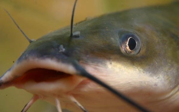 Live Channel Catfish (Ictalurus punctatus) for sale