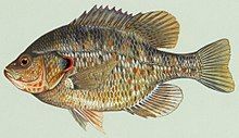 500 Red Ear Sunfish Fry (Lepomis microlophus) A donation Intended for the cause; ''Fish Lives Mater'' and shipping subject to the fish police which may take a while. Read ''our story'' above. SHIPPING WHEN OUR LAWYER SAYS OK. Will call You first.