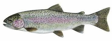 5,000 Live Fish Rainbow Trout fry Triploid Shipping A donation Intended for the cause; ''Fish Lives Mater'' and shipping subject to the fish police which may take a while. Read ''our story'' above. SHIPPING WHEN OUR LAWYER SAYS OK. Will call You first.