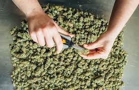 One ounce of CBD Hemp Flower Buds Marijuana THC -03%