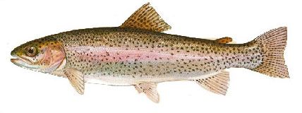 Tight Lines Rainbow Trout Fish Fishing Cream 24x44 Cotton Fabric Panel