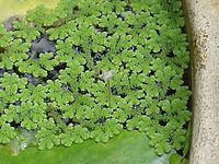 One Cup Azolla caroliniana