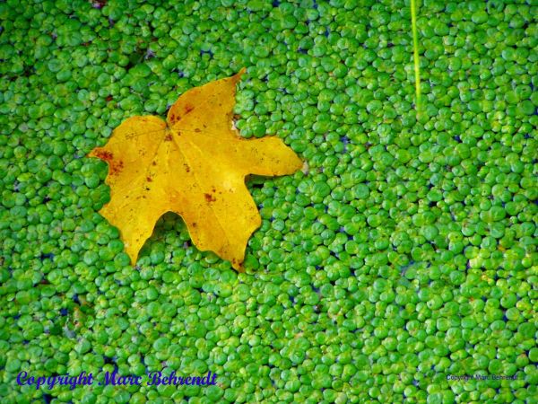 One Cup of Duckweed For Sale