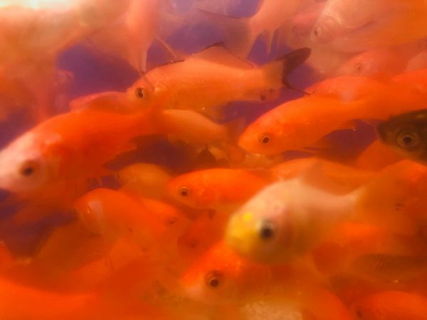 Beautiful Common Goldfish for sale