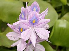 Water Hyacinth