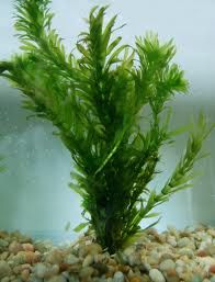 Anacharis aka Elodea