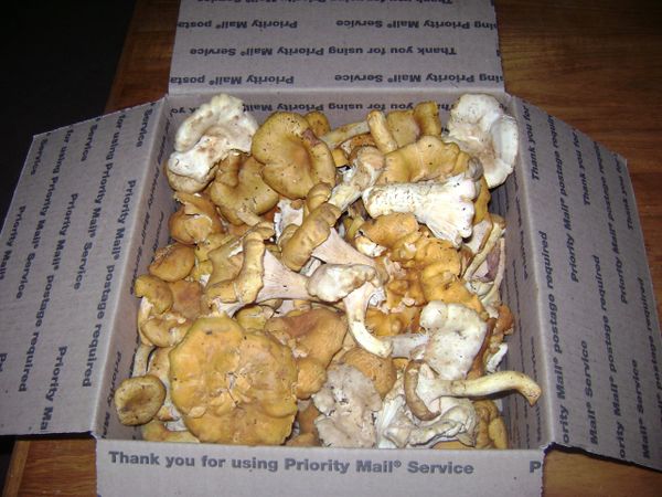 Chanterelle Mushrooms for sale