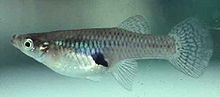 24 western mosquitofish (Gambusia affinis) intended for aquaria use, ORS 635-007-600 3a. Aquaria use means holding fish in closed systems where untreated effluent does not enter state waters. Contact your state for pond stocking.