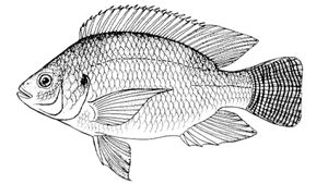 12 Live Bluegill very small for saleA donation Intended for the cause; ''Fish Lives Mater'' and shipping subject to the fish police which may take a while. Read ''our story'' above. SHIPPING WHEN OUR LAWYER SAYS OK. Will call You first.