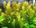 Hornwort