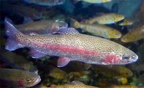 Live Rainbow Trout For Pond Stocking Green Hill Gardens Live