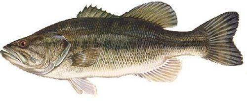 The largemouth bass (Micropterus salmoides) is a freshwater gamef