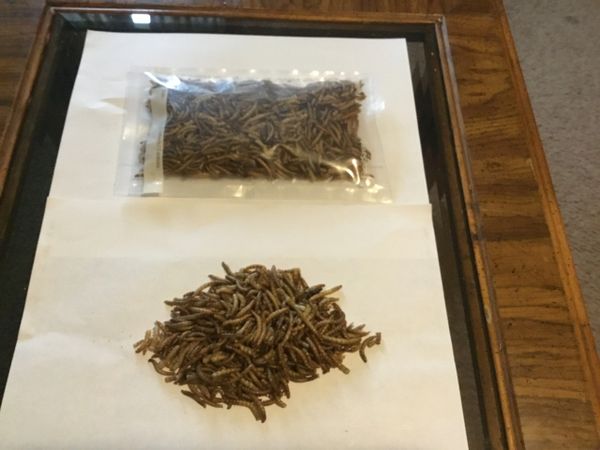 Fresh Dryed Meal Worms