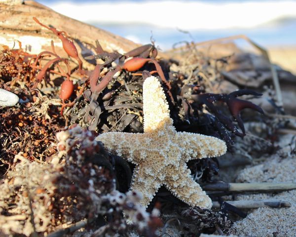 Hello Pretty Starfish