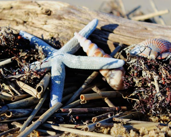 Pretty Starfish