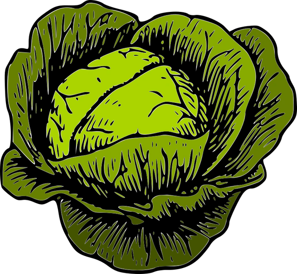 Early Jersey Wakefield Cabbage | The Naked Company