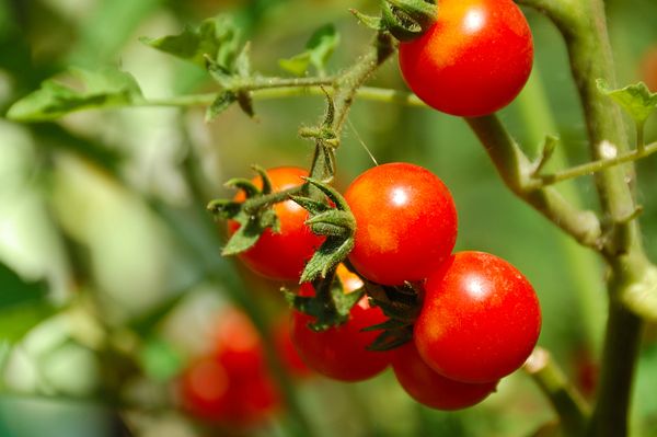 Small Cherry Red Tomato | The Naked Seed Company