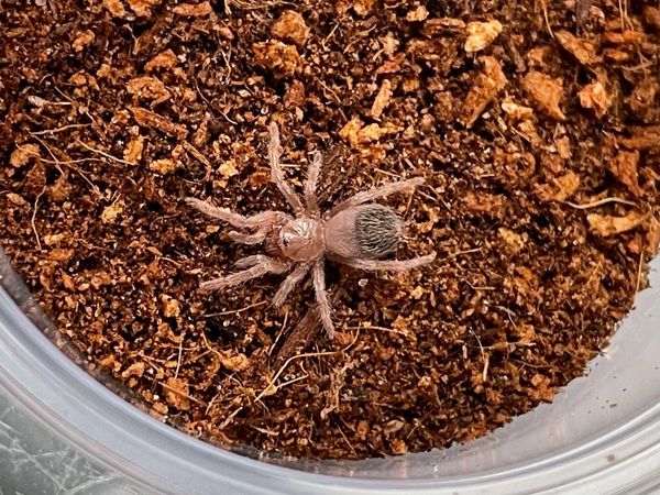 Aphonopelma sp. Queretaro - Queretaro Tarantula 1