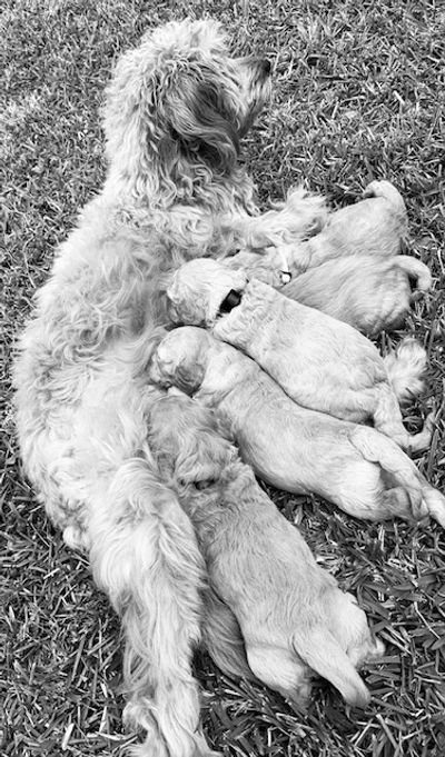 Ture F1B Mini Golden Doodles