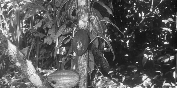 Brief history of chocolate