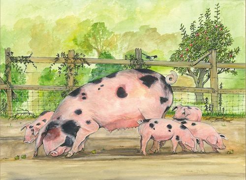 GLOUCESTER OLD SPOT PIGS CARD By sue podbery