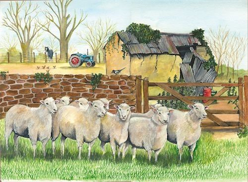 CURIOS SHEEP CARD ....by Sue Podbery