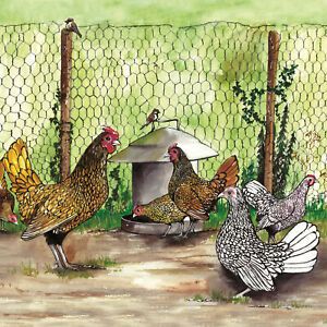 SEBRIGHT CHICKENS By SUE PODBERY