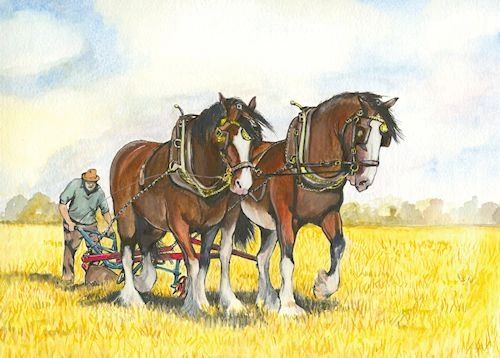 A PAIR OF BAY SHIRES PLOUGHING ON STUBBLE By Sue Podbery